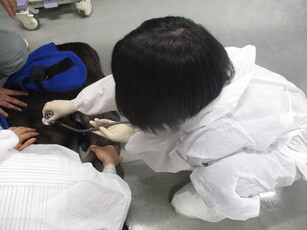 聴診器で牛の心臓の音を聞こうの写真