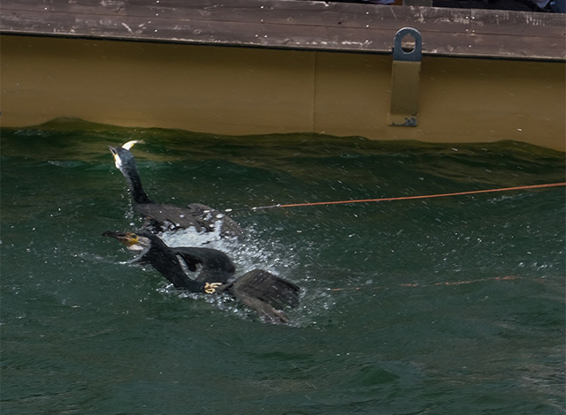 木曽川鵜飼開きの写真