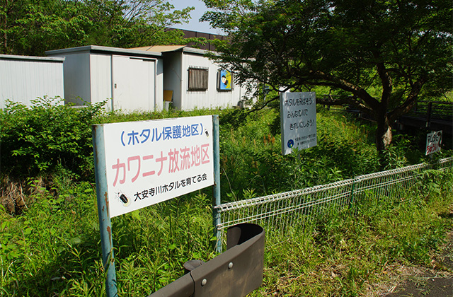 大安寺川ホタル祭りの写真