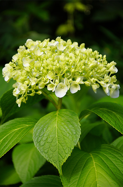 うぬまの森の紫陽花の写真