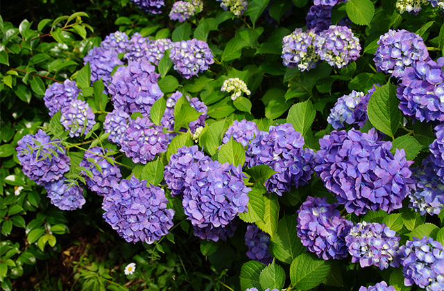 うぬまの森の紫陽花の写真