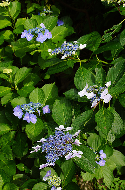 うぬまの森の紫陽花の写真