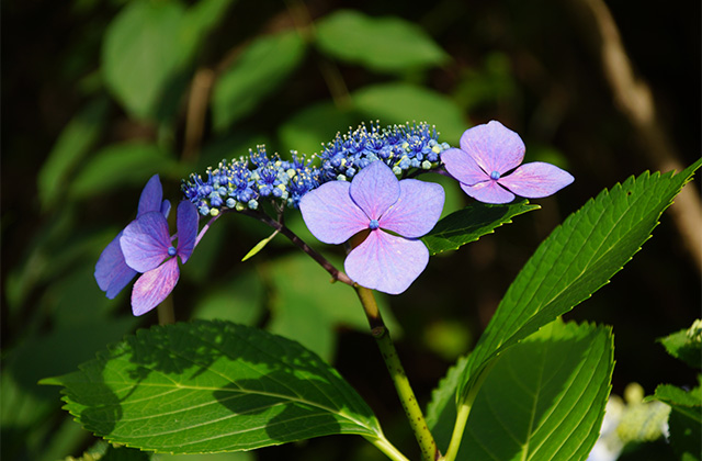 うぬまの森の紫陽花の写真