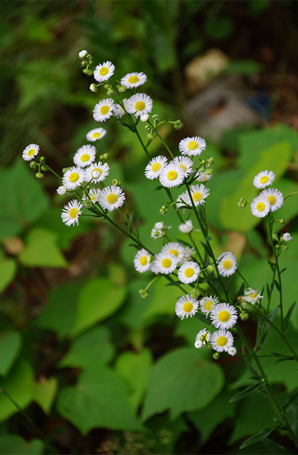 うぬまの森の紫陽花の写真