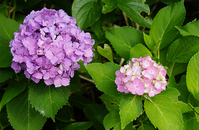 うぬまの森の紫陽花の写真