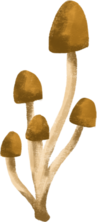 きのこ