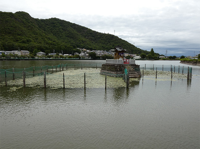 苧ヶ瀬池のスイレンの写真