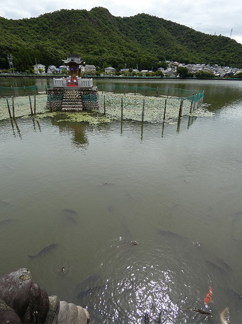 苧ヶ瀬池のスイレンの写真