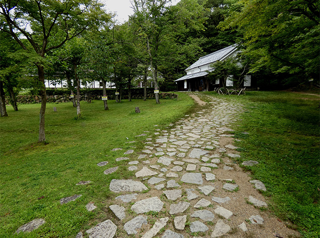 初夏、梅雨の晴れ間の各務野自然遺産の森の写真