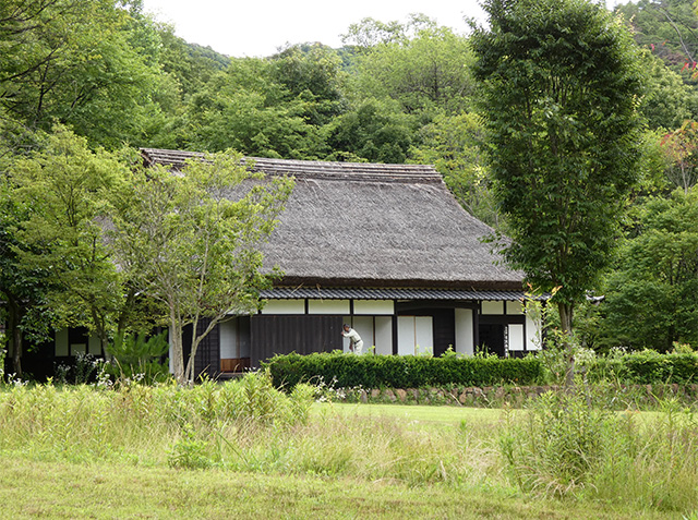 初夏、梅雨の晴れ間の各務野自然遺産の森の写真