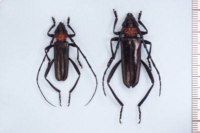 体全体が光沢のある黒色で、前胸およびその背が明赤色で側面に突起が一対あることが特徴的な虫。メスのほうが個体が大きい。