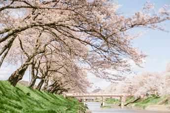 百十郎桜