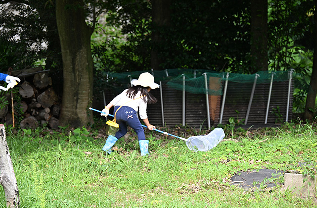 親子で楽しもう！ 真夏の虫とり体験の写真