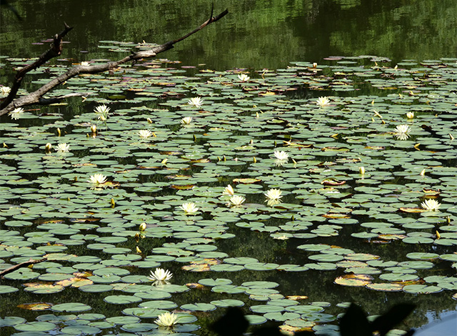 汚池に咲くスイレンの花の写真