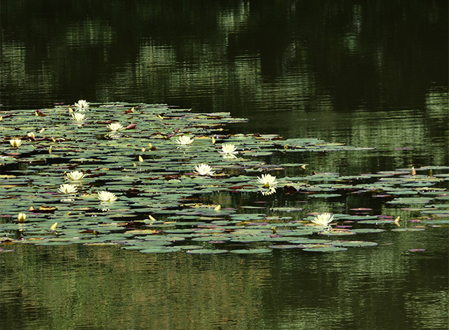 汚池に咲くスイレンの花の写真