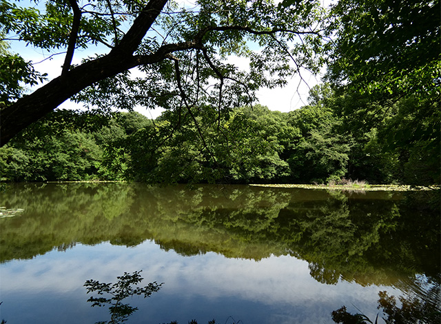 汚池に咲くスイレンの花の写真
