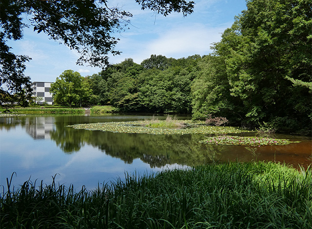 汚池に咲くスイレンの花の写真