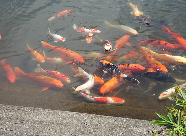汚池に咲くスイレンの花の写真