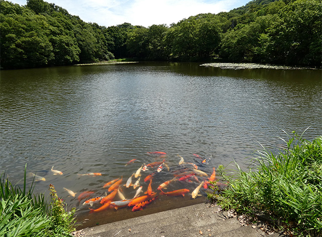 汚池に咲くスイレンの花の写真
