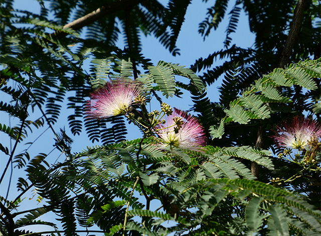 汚池に咲くスイレンの花の写真