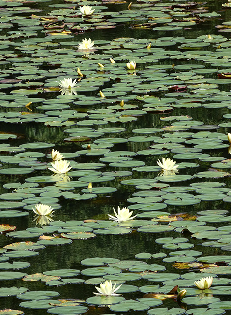 汚池に咲くスイレンの花の写真