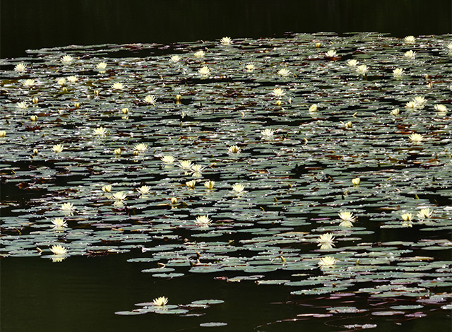 汚池に咲くスイレンの花の写真