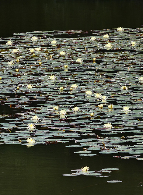 汚池に咲くスイレンの花の写真