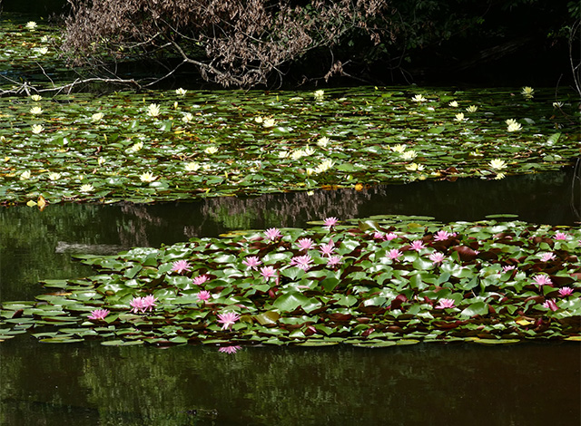 汚池に咲くスイレンの花の写真
