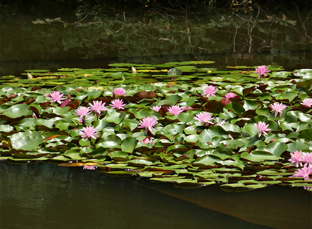 汚池に咲くスイレンの花の写真