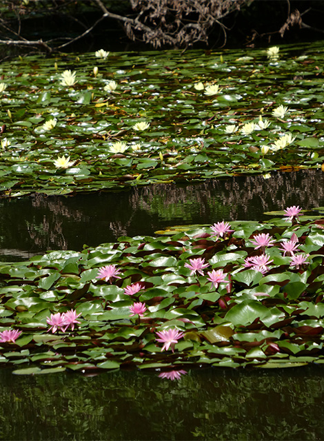 汚池に咲くスイレンの花の写真