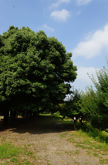 蘇原自然公園に咲くスイレンの写真