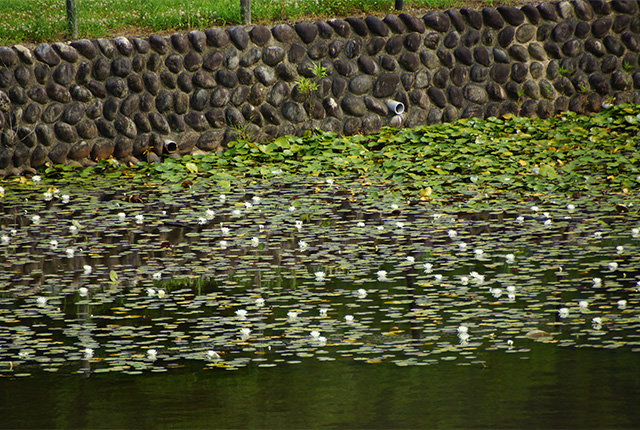蘇原自然公園に咲くスイレンの写真