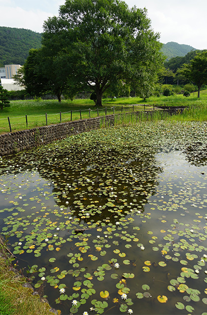 蘇原自然公園に咲くスイレンの写真