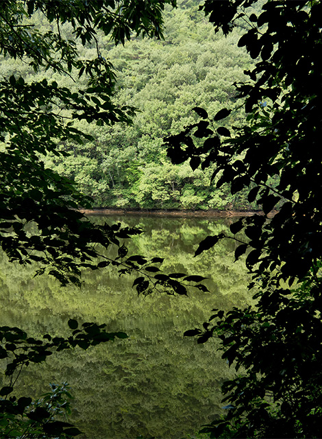 夏の寒洞池周回の写真