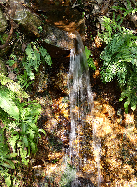 夏の寒洞池周回の写真