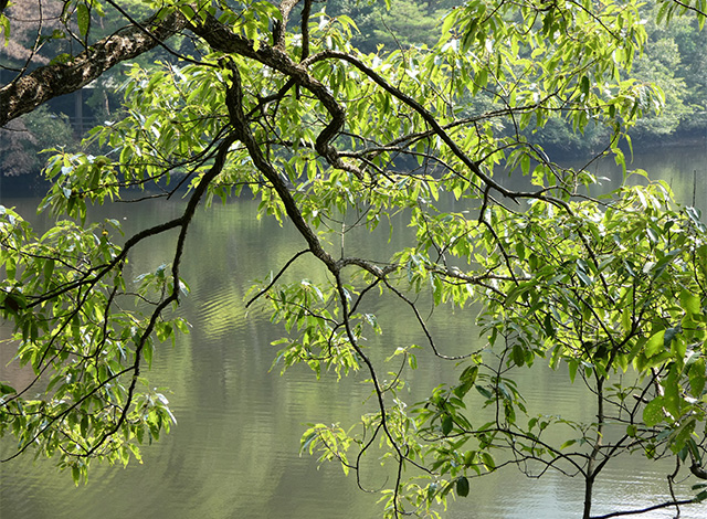 夏の寒洞池周回の写真