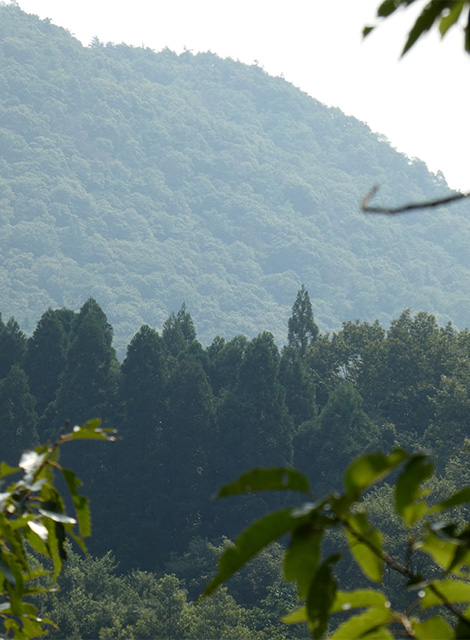 夏の寒洞池周回の写真