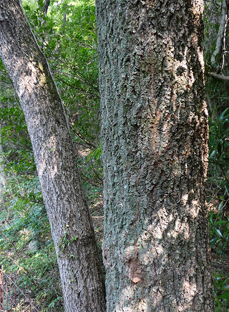 夏の寒洞池周回の写真