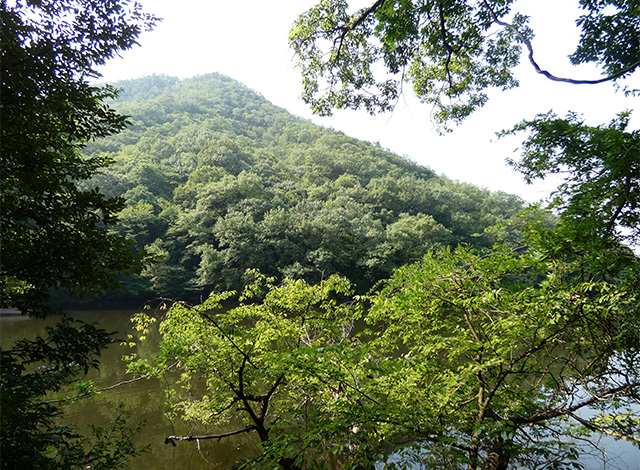夏の寒洞池周回の写真