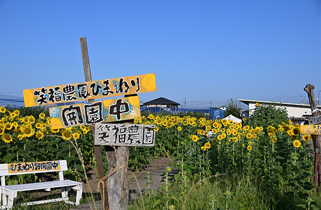 はたけサロンのひまわり畑の写真