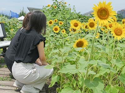 見ごろをむかえた畑サロンのひまわり