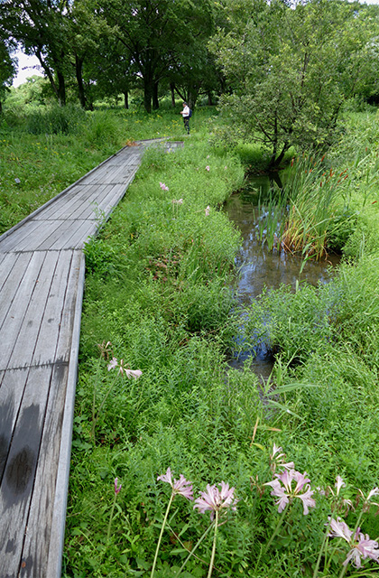 花咲く夏の河川環境楽園・木曽川水園の写真