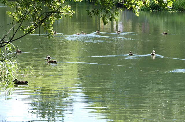 花咲く夏の河川環境楽園・木曽川水園の写真