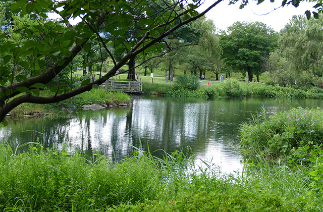 花咲く夏の河川環境楽園・木曽川水園の写真