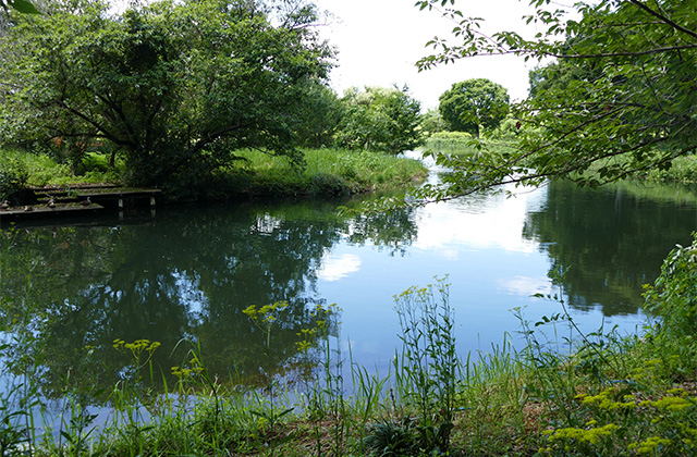 花咲く夏の河川環境楽園・木曽川水園の写真