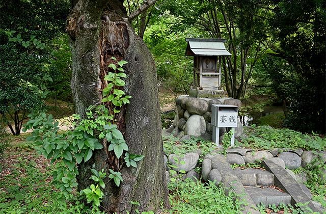 豊かな緑と水、生命の息づく夏の河跡湖公園の写真