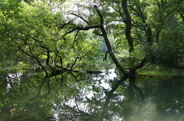 豊かな緑と水、生命の息づく夏の河跡湖公園の写真