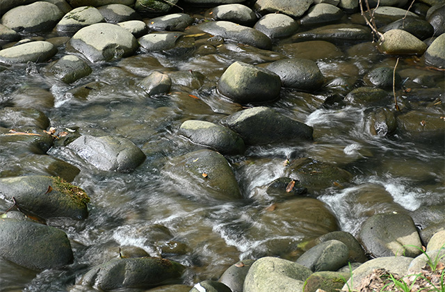 豊かな緑と水、生命の息づく夏の河跡湖公園の写真