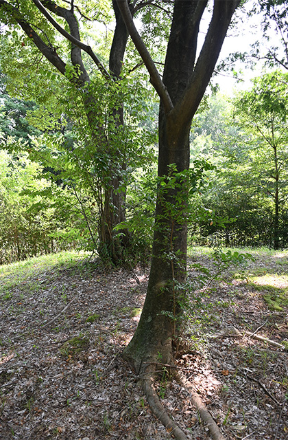 豊かな緑と水、生命の息づく夏の河跡湖公園の写真