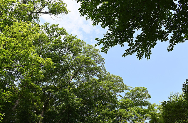 豊かな緑と水、生命の息づく夏の河跡湖公園の写真